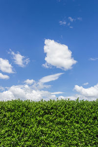 Plants growing on field against sky