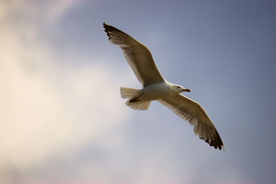 Low angle view of seagull flying against clear sky