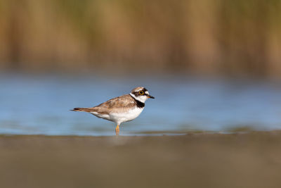 Side view of a bird on beach