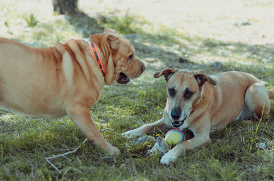 Close-up of dog on field