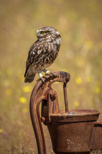 Close-up of owl perching on metal