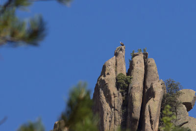 Low angle view of bird against clear blue sky