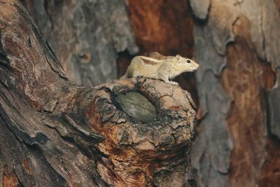 Close-up of squirrel on tree trunk