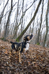 Dog standing in a forest