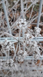 Close-up of frozen plant
