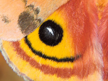 Close-up portrait of yellow head