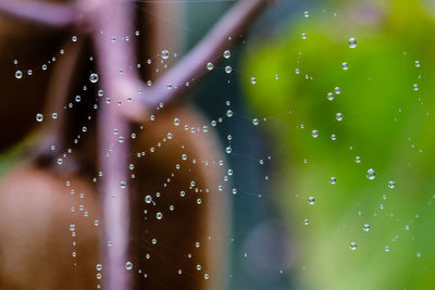 Close-up of water drops on spider web