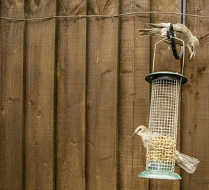 Bird perching on wooden post