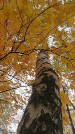 Low angle view of tree trunk