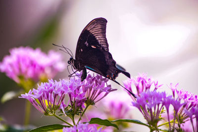 Close-up of butterfly pollinating on purple flower