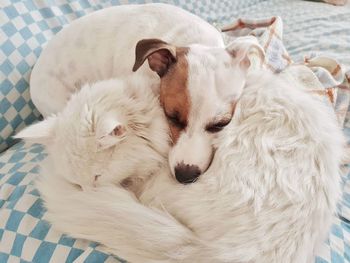 Close-up of a dog sleeping on bed