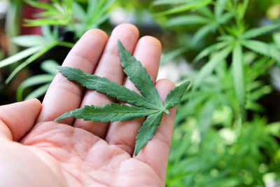 Close-up of hand holding leaves