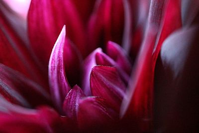 Full frame shot of red flower