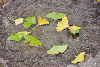 Close-up of leaves