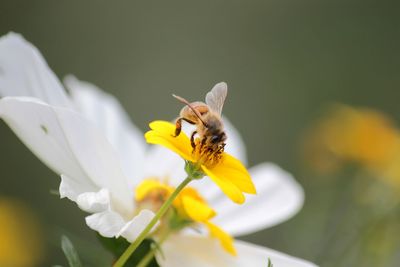 Close-up of bee pollinating on yellow flower