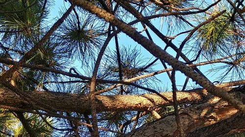 Low angle view of palm trees against blue sky