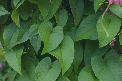 Full frame shot of leaves