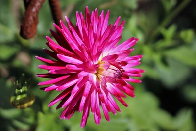 Close-up of pink flower