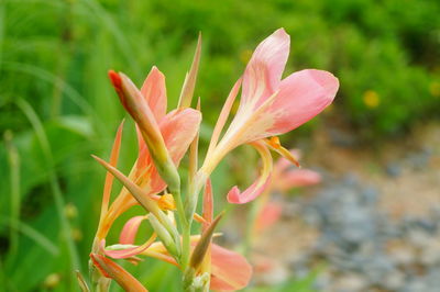 Close-up of pink flowering plant on field