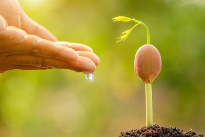 Close-up of hand holding fresh plant