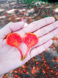 Close-up of hand holding red flower
