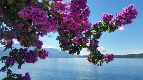 Pink flowers growing on tree