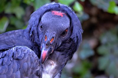 Close-up of pigeon