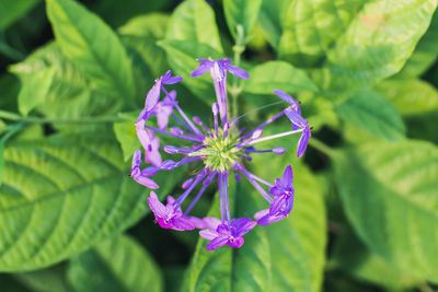 Close-up of purple flower