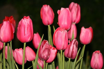 Close-up of pink tulips. 