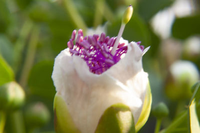 Close-up of pink rose flower