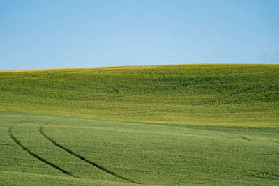 Scenic view of field against clear sky