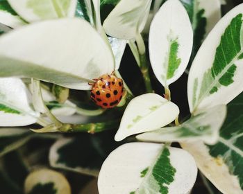 Close-up of white flower