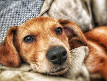 Close-up portrait of puppy