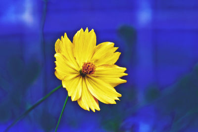 Close-up of yellow cosmos flower