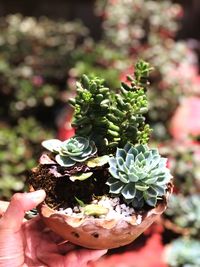 Close-up of hand holding potted plant