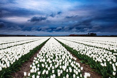 Scenic view of field against cloudy sky