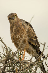 Close-up of bird perching on branch against sky