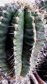 High angle view of cactus in field