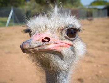 Close-up portrait of ostrich