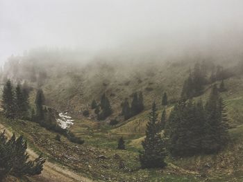 Trees in foggy weather