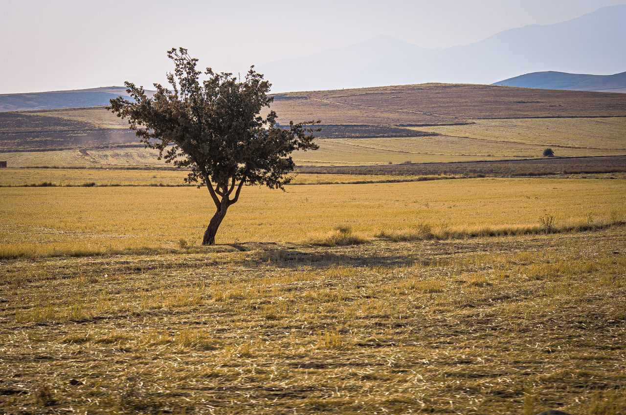 TREE ON FIELD BY MOUNTAIN AGAINST SKY