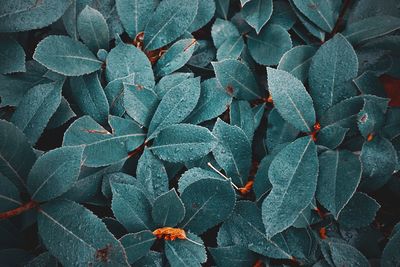 Green plant leaves in spring season, green background