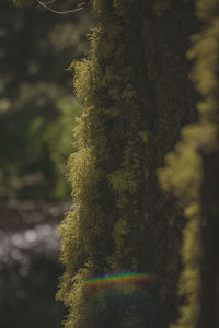 Close-up of tree trunk against sky