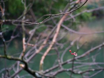 Close-up of ladybug on branch