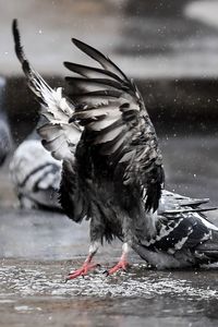 Close-up of bird flying over lake