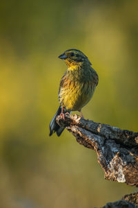 Close-up of bird perching on branch