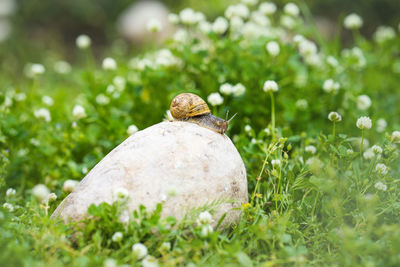 Close-up of snail on rock