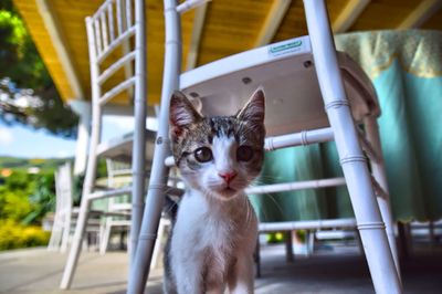 Portrait of cat