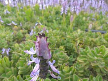 Close-up of honey bee on purple flower