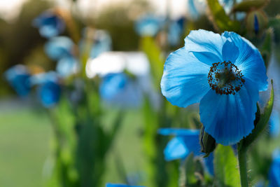 Close-up of blue flowering plant